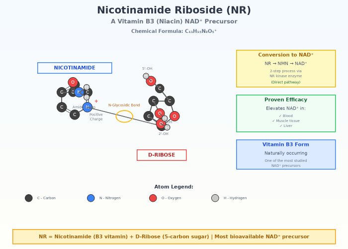 Nicotinamide Riboside (NR)