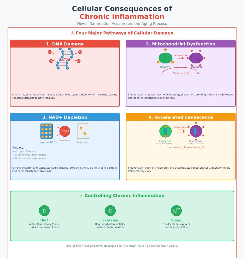 Chronic, low-grade inflammation
