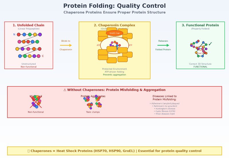Protein Folding: The Quality Control of Cellular Machines