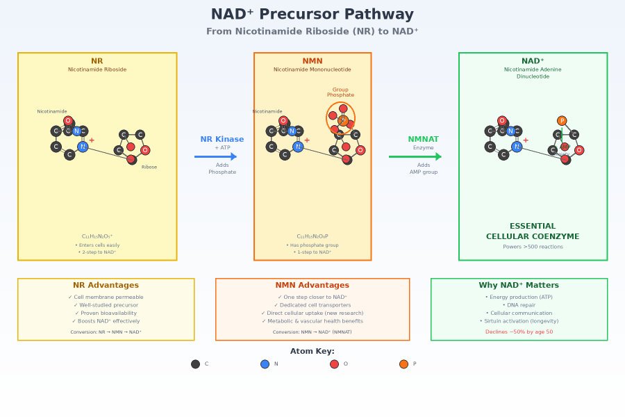 NAD Precursors: NR and NMN in the Longevity Space