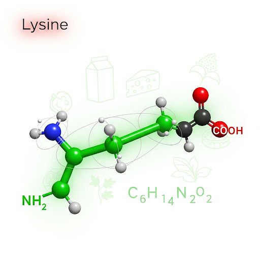 Lysine, an essential amino acid