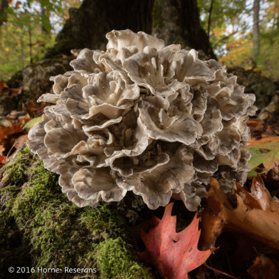 Maitake mushroom (Grifola frondosa)