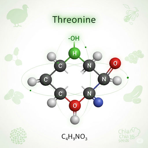 Threonine An essential amino acid with a hydroxyl-containing side chain, important for immune function and protein structure.